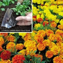 Marigold F1 'Zenith Mixed' -Flower Plants Shop MARI V52661 A h