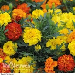 Marigold F1 'Zenith Mixed' -Flower Plants Shop MARI V52661 B