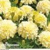 Marigold 'French Vanilla' (Garden Ready) -Flower Plants Shop MARI V58417 A