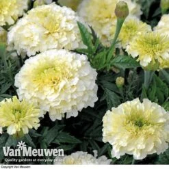 Marigold 'French Vanilla' (Garden Ready) -Flower Plants Shop MARI V58417 C