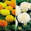 Marigold 'Fire And Ice Collection' -Flower Plants Shop MARI V59869 A h