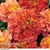 Marigold 'Strawberry Blonde' -Flower Plants Shop MARI V68670 B