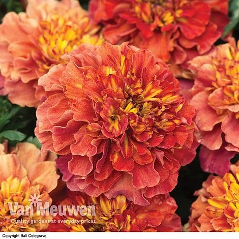 Marigold 'Strawberry Blonde' 3 Marigold 'Strawberry Blonde'