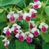 Melittis 'Royal Velvet Distinction' -Flower Plants Shop MELI V59644 A h