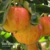 Apple 'Gala' -Flower Plants Shop MINI 61615V A1
