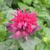 Monarda 'Fireball' -Flower Plants Shop MONA V65662 A h