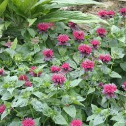Monarda 'Fireball' -Flower Plants Shop MONA V65662 B h