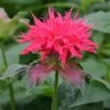 Monarda 'Pink Supreme' -Flower Plants Shop MONA V65670 A h