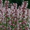 Nepeta Nervosa 'Pink Candy' -Flower Plants Shop NEPE V65680 A h