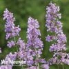 Nepeta 'Six Hills Giant' -Flower Plants Shop NEPE V65682 A