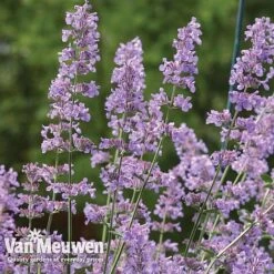 Nepeta 'Six Hills Giant' -Flower Plants Shop NEPE V65682 C