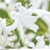 Nerine Bowdenii 'Alba' -Flower Plants Shop NERI V60914 A