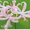 Nerine Bowdenii 'Stefani' -Flower Plants Shop NERI V60915 A