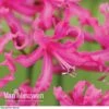 Nerine Bowdenii 'Isabel' -Flower Plants Shop NERI V60916 E