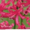 Nerine 'Mr John'