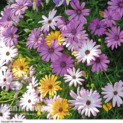 Osteospermum 'Falling Stars'™ 5 Osteospermum 'Falling Stars'™ - Image 3
