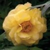 Tree Peony 'Hai Huang' -Flower Plants Shop PAEO 61414V A h