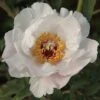 Tree Peony 'Feng Dan Bai' (White Phoenix) 2 Tree Peony 'Feng Dan Bai' (White Phoenix) -Flower Plants Shop PAEO V63294 A h