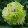 Tree Peony 'Lu Mu Ying Yu' -Flower Plants Shop PAEO V63300 A h