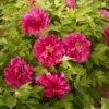 Tree Peony 'Luoyang Hong' -Flower Plants Shop PAEO V63301 A h