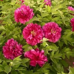 Tree Peony 'Luoyang Hong'