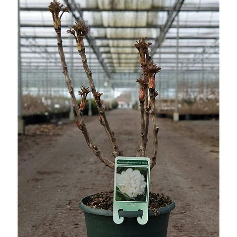 Tree Peony 'Xue Ta' 3 Tree Peony 'Xue Ta'