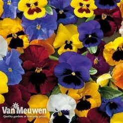 New Products -Flower Plants Shop PAN 68090 G