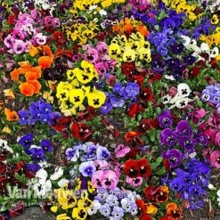 Pansy 'Universal Mixed' F1 Hybrid -Flower Plants Shop PANS 68090 A