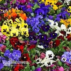 Pansy 'Universal Mixed' F1 Hybrid -Flower Plants Shop PANS 68090 B