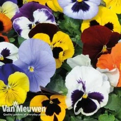 Pansy 'Summertime Mix' (Garden Ready) -Flower Plants Shop PANS T69424 C