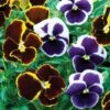 Pansy 'Eclipse' Collection -Flower Plants Shop PANS V15996 A h