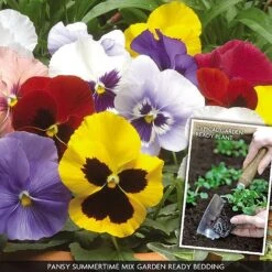 Pansy 'Summertime Mix' (Garden Ready) -Flower Plants Shop PANS V70658 A h