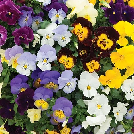 Pansy Cool Wave 4 Pansy Cool Wave - Image 2