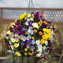 Pansy Cool Wave 7 Pansy Cool Wave -Flower Plants Shop PANS VKA1191 C