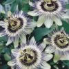 Passiflora Caerulea -Flower Plants Shop PASS V59251 A h