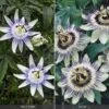 Passiflora Collection -Flower Plants Shop PASS V74423 A h