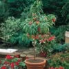 Peach (Mini Patio Tree) -Flower Plants Shop PEAC 65350V A h
