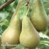 Pear Mini Conference -Flower Plants Shop PEAR V43259 A