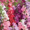 Penstemon 'Symphony Mixed' -Flower Plants Shop PENS V17933 A h