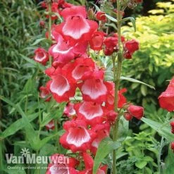 Penstemon 'Ice Cream Collection' -Flower Plants Shop PENS V18183 A1