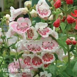 Penstemon 'Ice Cream Collection' -Flower Plants Shop PENS V18184 A1