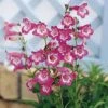 Penstemon 'Kilimanjaro' 2 Penstemon 'Kilimanjaro' -Flower Plants Shop PENS V65738 A h