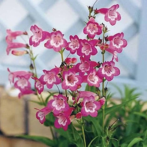 Penstemon 'Kilimanjaro' 3 Penstemon 'Kilimanjaro'