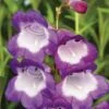 Penstemon 'Pensham Czar' -Flower Plants Shop PENS V65746 A h
