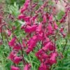 Penstemon 'Pensham Just Jayne' 2 Penstemon 'Pensham Just Jayne' -Flower Plants Shop PENS V65748 A h