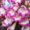 Penstemon 'Pensham Laura' -Flower Plants Shop PENS V65750 A h