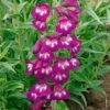 Penstemon 'Pensham Plum Jerkum' 2 Penstemon 'Pensham Plum Jerkum' -Flower Plants Shop PENS V65752 A h