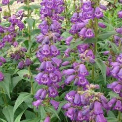 Penstemon 'Pensham Westminster Belle' -Flower Plants Shop PENS V65756 A h