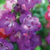 Penstemon 'Pensham Westminster Belle' -Flower Plants Shop PENS V65756 B h