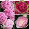 Peony Collection -Flower Plants Shop PEO V73269 A